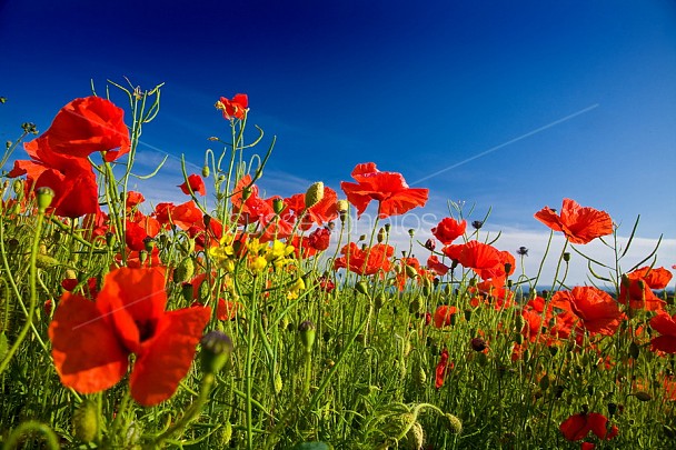 Poppy Fields Photos and Pictures. Prints and Canvas of Poppy Fields